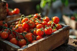 Ernte von reif rot Kirsche Tomaten im ein hölzern Kasten. generiert durch künstlich Intelligenz foto