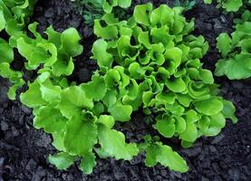 Grüner Salat Salat Busch im Boden Boden oben Aussicht foto