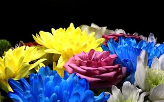 farbig Chrysanthemen und Rosen Nahansicht Foto auf schwarz Hintergrund