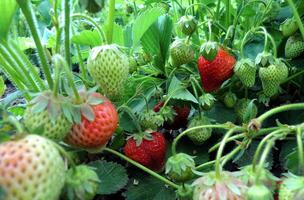 organisch Erdbeere Pflanze mit Reifung Erdbeeren foto