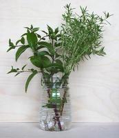 Pfefferminzpflanze Mentha Piperita und herzhafte Sommerpflanze Saturej