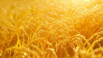 ai generiert realistisch fotografieren von ein Gelb Paddy bereit zu Ernte. generiert durch künstlich Intelligenz. foto