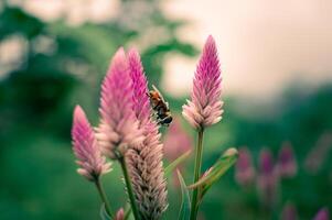 lila rot Blumen Blühen foto