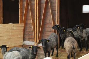 schließen oben Aussicht von Schaf inländisch Tier beim Bauernhaus. Öko Bauernhof zum Molkerei Produkte. Milch Schaf im stabil auf Bauernhof. Schaf in der Nähe von ein Scheune auf Landschaft. das Vieh Landwirtschaft. natürlich ökologisch Landwirtschaft Konzept foto