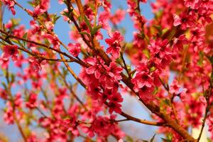 Frühling Hintergrund. Blume von Pfirsich Frucht. ein Baum mit Rosa Blumen Das sind Blühen foto