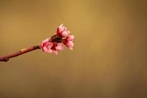 Frühling Hintergrund. Blume von Pfirsich Frucht. ein Baum mit Rosa Blumen Das sind Blühen foto