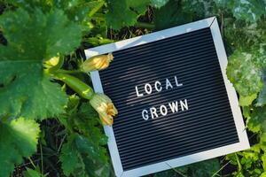 Brief Tafel mit Text lokal gewachsen auf Hintergrund von Garten Bett mit Zucchini. organisch Landwirtschaft, produzieren lokal Gemüse Konzept. unterstützen lokal Bauern. saisonal Markt foto