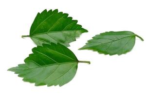 Hibiskus Blatt isoliert auf Weiß Hintergrund foto