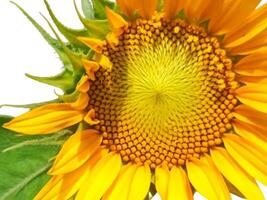 Sonnenblumenblume isoliert auf weißem Hintergrund foto