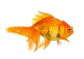 Goldfisch lokalisiert auf weißem Hintergrund foto