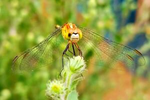 Libelle nach Grün Baum Natur ist schön Libelle foto