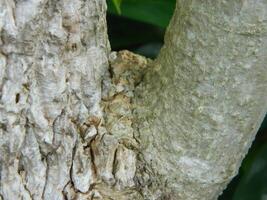 ein Makro Foto von das Rinde von ein Leben Baum im das Tropen zeigt an ein einzigartig gestreift Muster