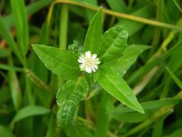 Nahansicht Foto von ein wild Grün Pflanze Das hat schön Blumen. Pflanzen Das wachsen wild im tropisch Natur