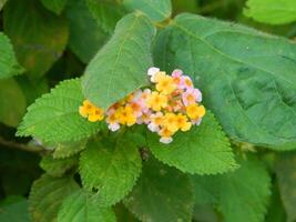 Nahansicht Foto von ein wild Grün Pflanze Das hat schön Blumen. Pflanzen Das wachsen wild im tropisch Natur