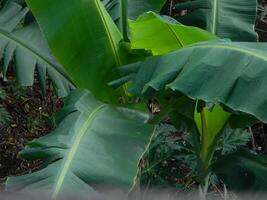 natürlich Grün Hintergrund von Pflanzen Das wachsen im tropisch setzt. geeignet zum Vorlagen, Poster, Werbetafeln oder Banner foto