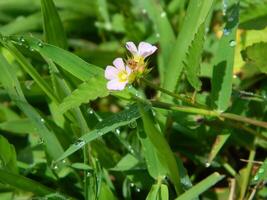 Nahansicht Foto von ein wild Grün Pflanze Das hat schön Blumen. Pflanzen Das wachsen wild im tropisch Natur