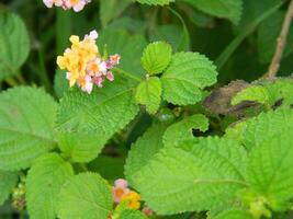 Nahansicht Foto von ein wild Grün Pflanze Das hat schön Blumen. Pflanzen Das wachsen wild im tropisch Natur