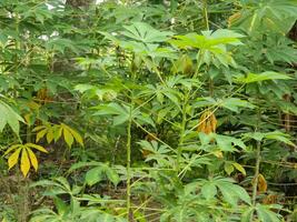 das Stiele, Stiele und Blätter von Maniok mit das Latein Name Manihot esculenta wachsen im tropisch Bereiche foto