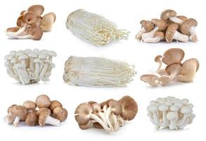 Shiitake-Pilz, Enoki-Pilz, Weißbuchen-Pilze, Austernpilz auf weißem Hintergrund foto