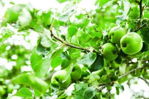 junge grüne Äpfel in einem Baum foto