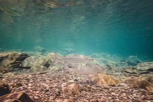 zwei große Lachse im Sommer am Bonaventure River foto