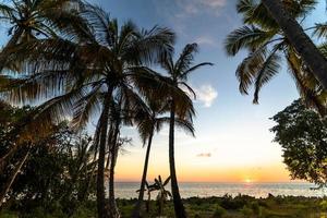 exotische Palmen wachsen am Meer in der Karibik bei Sonnenuntergang. foto