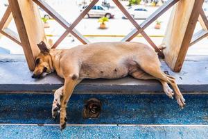 Obdachloser müder kleiner Hund, der auf dem karibischen Flughafen liegt und schläft. foto