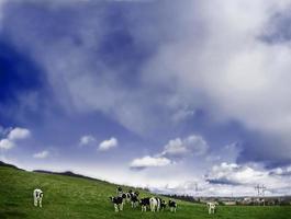 Kühe auf einem Feld foto