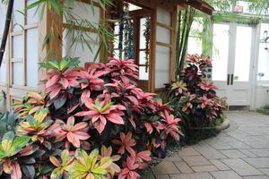 schön mehrere farbig Blumen wachsend im ein Garten foto