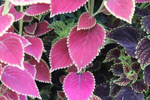 schön mehrere farbig Blumen wachsend im ein Garten foto