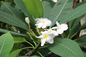 schön mehrere farbig Blumen wachsend im ein Garten foto