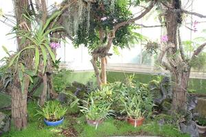 üppig Grün tropisch Pflanzen wachsend im ein Garten foto