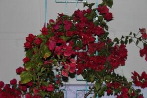 heiß Rosa Blutung Herz Pflanze im voll blühen Sitzung auf ein Terrasse foto