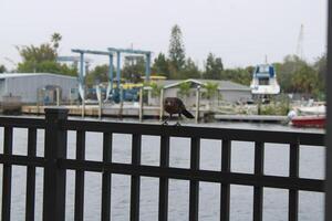 verbreitet grackle hängend aus auf das Schwamm Docks im Tarpon Federn Florida. foto
