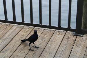 verbreitet grackle hängend aus auf das Schwamm Docks im Tarpon Federn Florida. foto