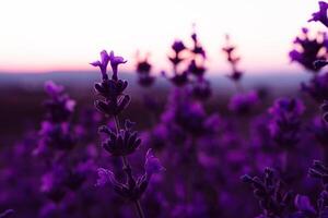 Lavendel Blume Feld Nahansicht auf Sonnenuntergang, frisch lila aromatisch Blumen zum natürlich Hintergrund. Design Vorlage zum Lebensstil Illustration. violett Lavendel Feld im Provence, Frankreich. foto