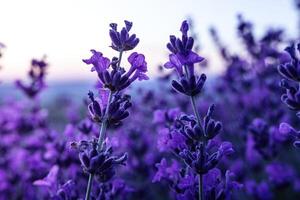 Lavendel Blume Feld Nahansicht auf Sonnenuntergang, frisch lila aromatisch Blumen zum natürlich Hintergrund. Design Vorlage zum Lebensstil Illustration. violett Lavendel Feld im Provence, Frankreich. foto