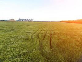 Korn Silos auf ein Grün Feld Hintergrund mit warm Sonnenuntergang Licht. Korn Aufzug. Metall Korn Aufzug im landwirtschaftlich Zone. Landwirtschaft Lager zum Ernte. Antenne Aussicht von landwirtschaftlich Fabrik. niemand. foto