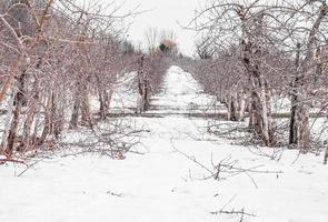 kleine Apfelbäume im Winter foto