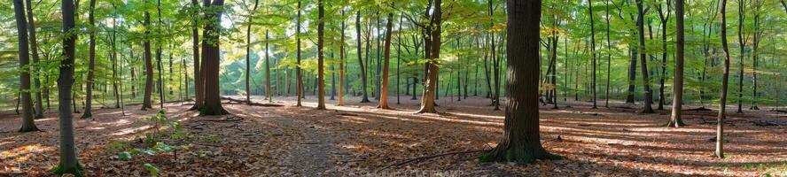 Einzelheiten von cool Wald foto