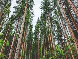 Einzelheiten von cool Wald foto