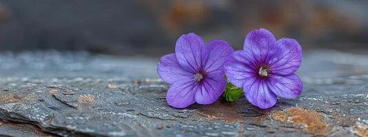 winzig lila Fußboden Blumen Nahansicht foto