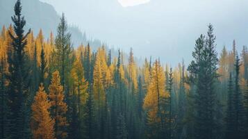 Wald Landschaft im Herbst Farben foto