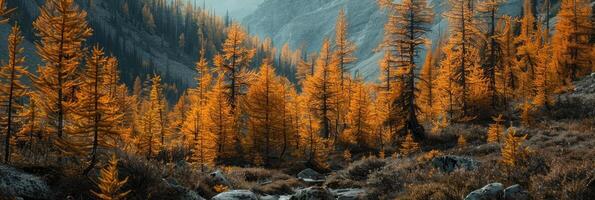 Wald Landschaft im Herbst Farben foto