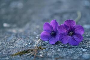 winzig lila Fußboden Blumen Nahansicht foto