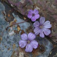 winzig lila Fußboden Blumen Nahansicht foto