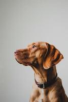 minimalistisch Hund Seitenansicht mit Copyspace foto