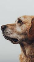 minimalistisch Hund Seitenansicht mit Copyspace foto