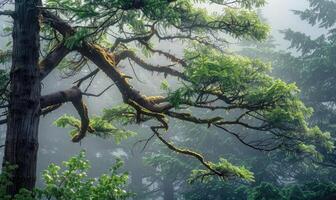 ein Zeder Baum Stehen hoch im ein neblig Wald, Winkel Aussicht foto
