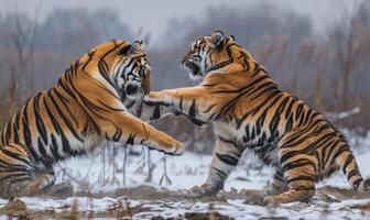 ein Paar von sibirisch Tiger einnehmend im ein spielerisch Ringen Spiel foto